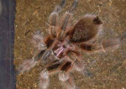 Grammostola Rosea : Chilean Rose Red