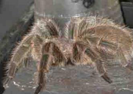 Grammostola Rosea : Chilean Rose Red