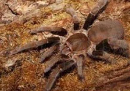 Hysterocrates gigas CB by BugzUK