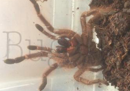 Monocentropus Lambertoni (w/c)