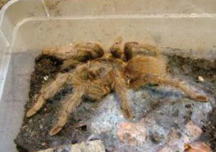 Monocentropus Lambertoni (w/c)