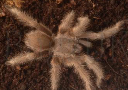 Monocentropus Lambertoni (w/c)