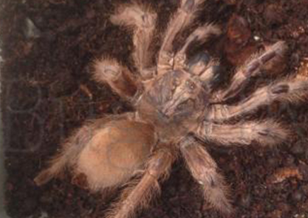 Monocentropus Lambertoni (w/c)