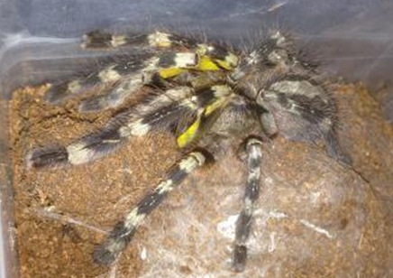 Poecilotheria Fasciata