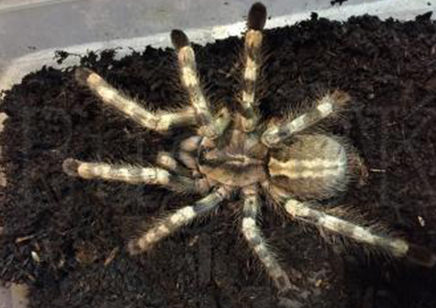 Poecilotheria formosa