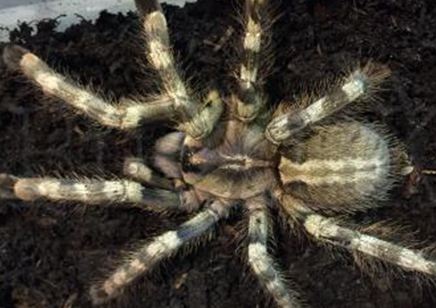 Poecilotheria formosa