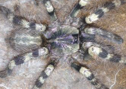 Poecilotheria formosa