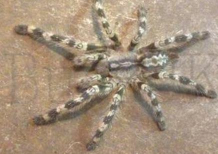 Poecilotheria Hanumavilasumica