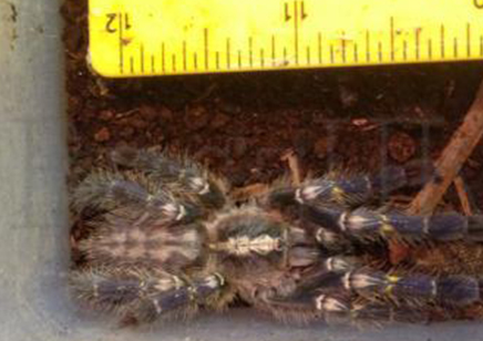 Poecilotheria Metallica