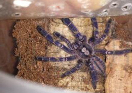 Poecilotheria Metallica