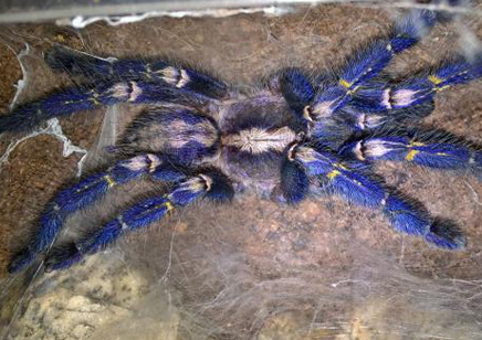 Poecilotheria Metallica