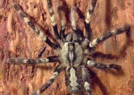 Poecilotheria Smithi