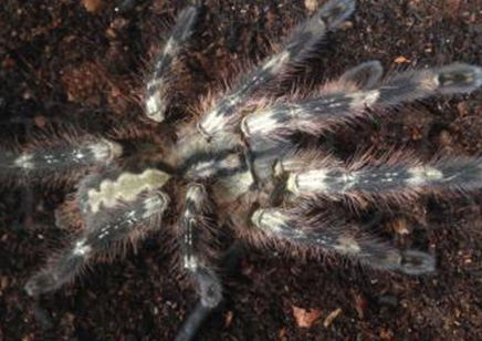 Poecilotheria Smithi