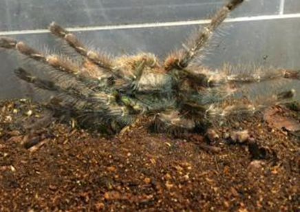 Poecilotheria Striata