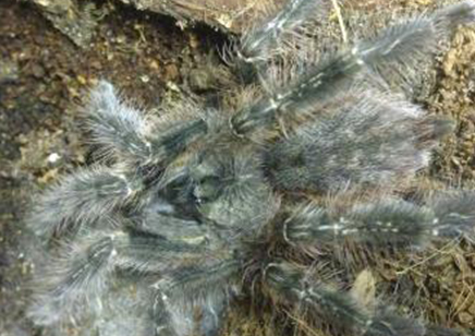 Poecilotheria Striata