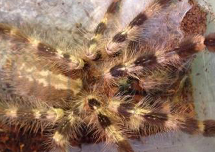 Poecilotheria Striata