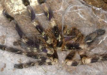 Poecilotheria Subfusca