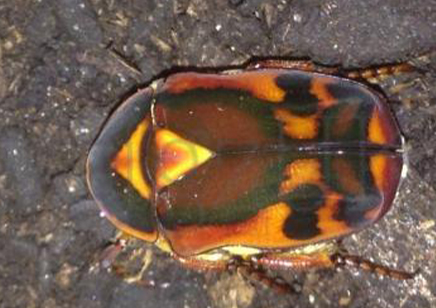 Pachnoda Discolor