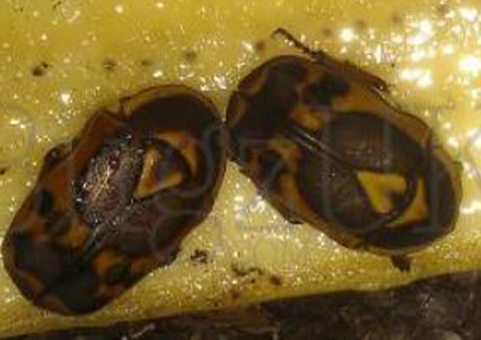 Pachnoda Discolor