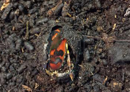 Pachnoda Discolor