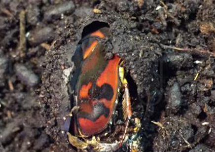 Pachnoda Discolor