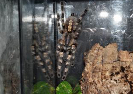 Poecilotheria Tigrinawesseli