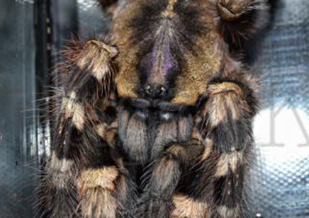 Poecilotheria Tigrinawesseli