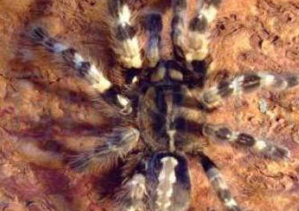 Poecilotheria Tigrinawesseli