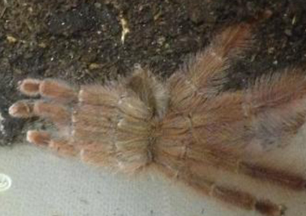 Amazonius germani, 10 left 