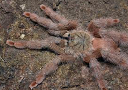 Amazonius germani, 10 left 