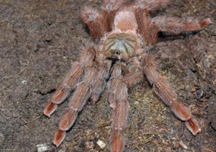 Amazonius germani, 10 left 