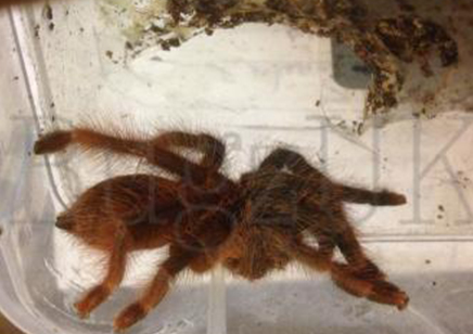 Amazonius germani - Orange Tree Spider CB 10 left 