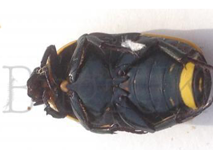 Pachnoda Praecellens Praecellens