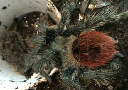 Thrixopelma Ockerti