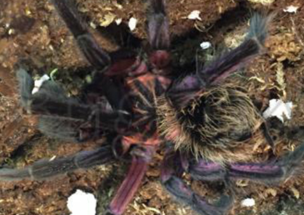 Xenesthis Immanis - Purple Bloom