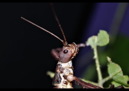 Eurycanthus Calcarata (c/b Special Offer)