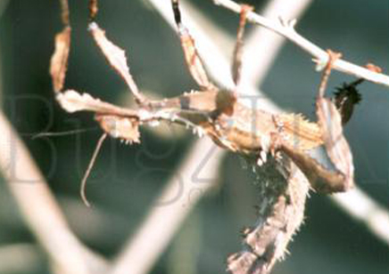 Extatasoma Tiaratum