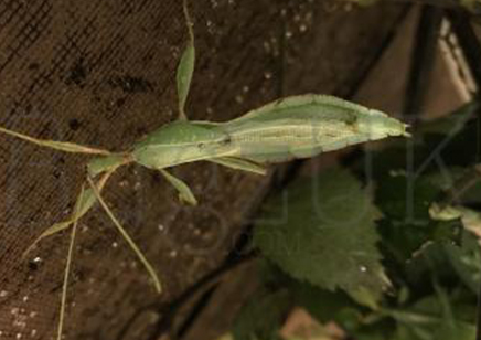 Phyllium Phillipinicum