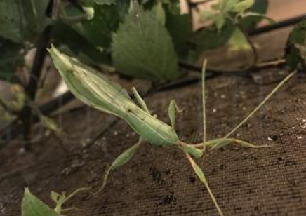 Phyllium Phillipinicum