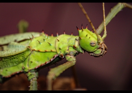 Heteropteryx Dilatata