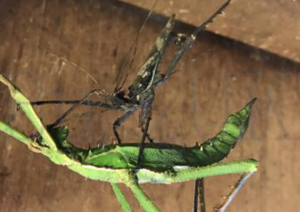 Heteropteryx Dilatata