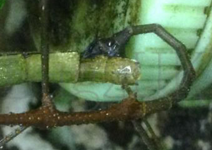 Lonchodiodes Sp Negros Island