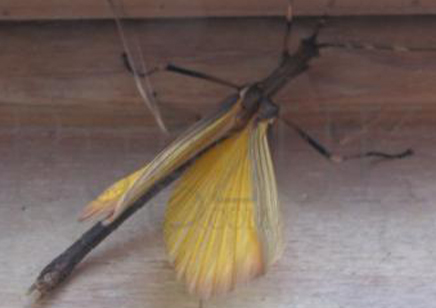 Pseudophasma Fulvum