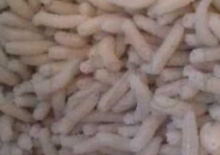 Flies - Lucilia Sericata: pinkie maggots for L4/L5 mantis