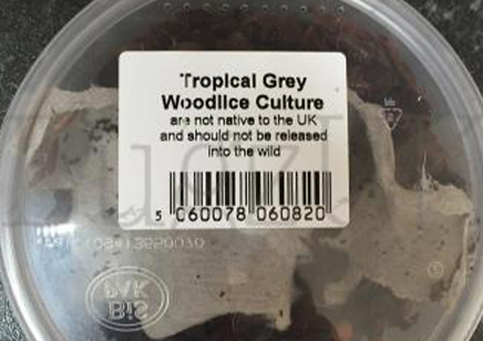 Tropical Grey Woodlice Prepack
