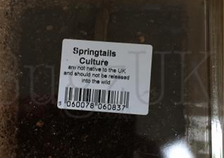 Tropical Springtails Culture Pre Pack Collembolla Sp