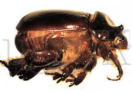 Pericoptus Truncatus