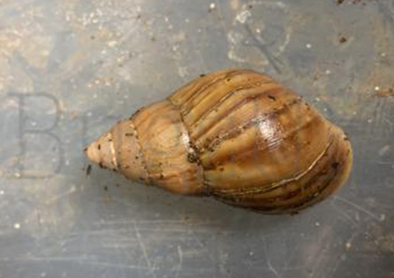 Achatina Fulica Dark Foot C/b