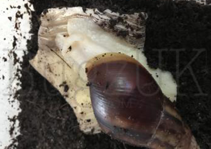 Achatina Fulica White Jade C/b