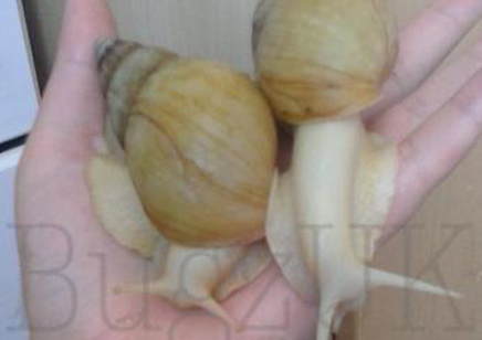 Achatina Fulica Jadatzi C/b